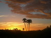 palm tree 2