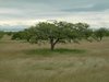 tree 2