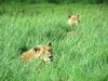 lioness 1