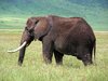 elephant 1