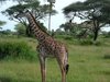 giraffe 3