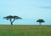 two trees