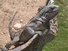 iguana 1