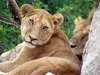 lazy lions 1