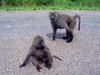 apes