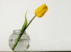 tulip
