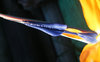 blue arrow