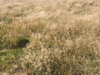 Dry grass texture