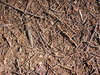 Forest bed