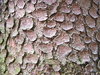 Tree bark texture