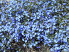 blue carpeting