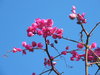 pink and blue