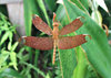 holy dragonfly