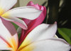 fragrant flowers