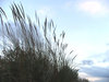 sand dune silhouettes