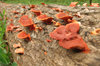 Polypore
