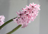 hyacinth