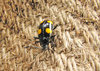 Beetle