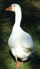 Don't be a goose?
