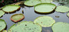 floating 'green plates'