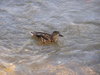 Duck in water
