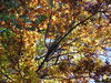 Tree against the sky
