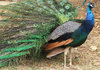 peacock colour
