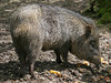Peccary