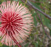 great balls of flowers