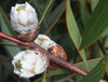 great balls of flowers