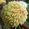 great balls of flowers