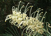 loopy flowers