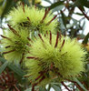 gum tree colours and shapes