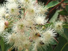 gum tree colours and shapes