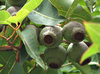 gum tree colours and shapes