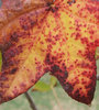 autumn rust
