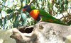 rainbow lorikeet