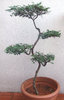 bonsai beauty