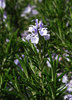 rosemary bush