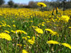 dandelions field