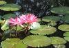 Water Lillies