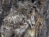 Old wood