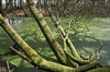 Green pond