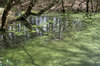 Green pond