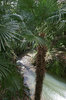 Jungle
