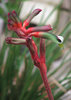 kangaroo paws - furry flowers