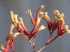 kangaroo paws - furry flowers