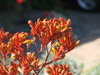 kangaroo paws - furry flowers