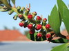 bottlebrush buds