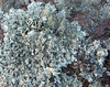 liking lichen